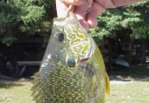 panfish01