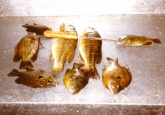 panfish02