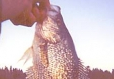 panfish04
