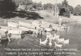 Historic CWC pet ducks mid 1950s