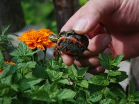 At this delightfully quirky Mom and Pop, a Thursday night luau . . .