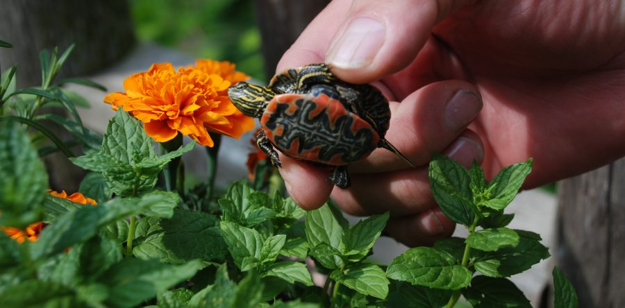 At this delightfully quirky Mom and Pop, a Thursday night luau . . .