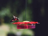 This resort is a fun, safe place for kids to play. Drum circle way too cool!
