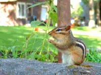 Kids remember the chipmunks – even at age 4