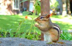 Kids remember the chipmunks – even at age 4