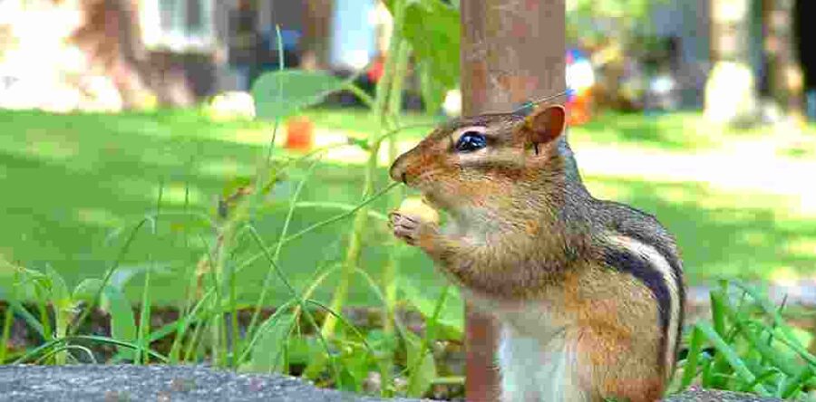 Kids remember the chipmunks – even at age 4