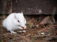 Albino Chipmunk at CWC- summer of 2015