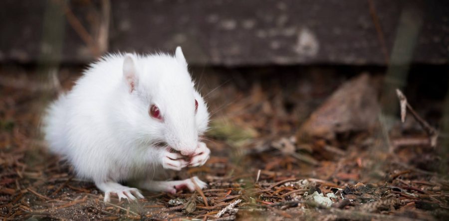 Albino Chipmunk at CWC- summer of 2015