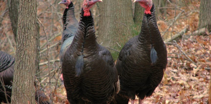 Wild turkey chase at cabin #19