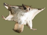 Flying squirrels at CWC