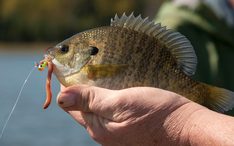 Big John Bowen likes to catch fish.