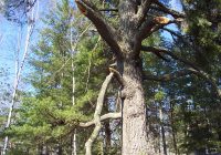 white pine tree oldest in MN