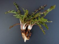 Nutritious Dandelions?