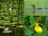 Not just a steward of trees