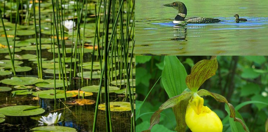 Not just a steward of trees