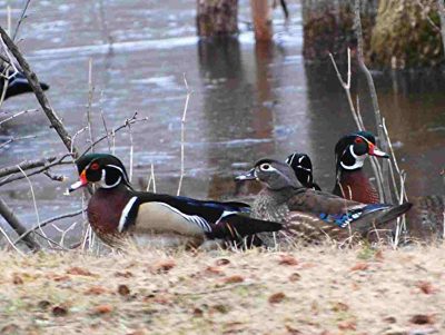 A group of ducks is called a what? - Northern Minnesota Family Lake Fishing Lodge & Resort