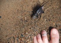 snapping turtle baby at crow wing crest resort