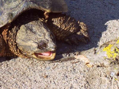 snapping turtle at crow wing crest lodge